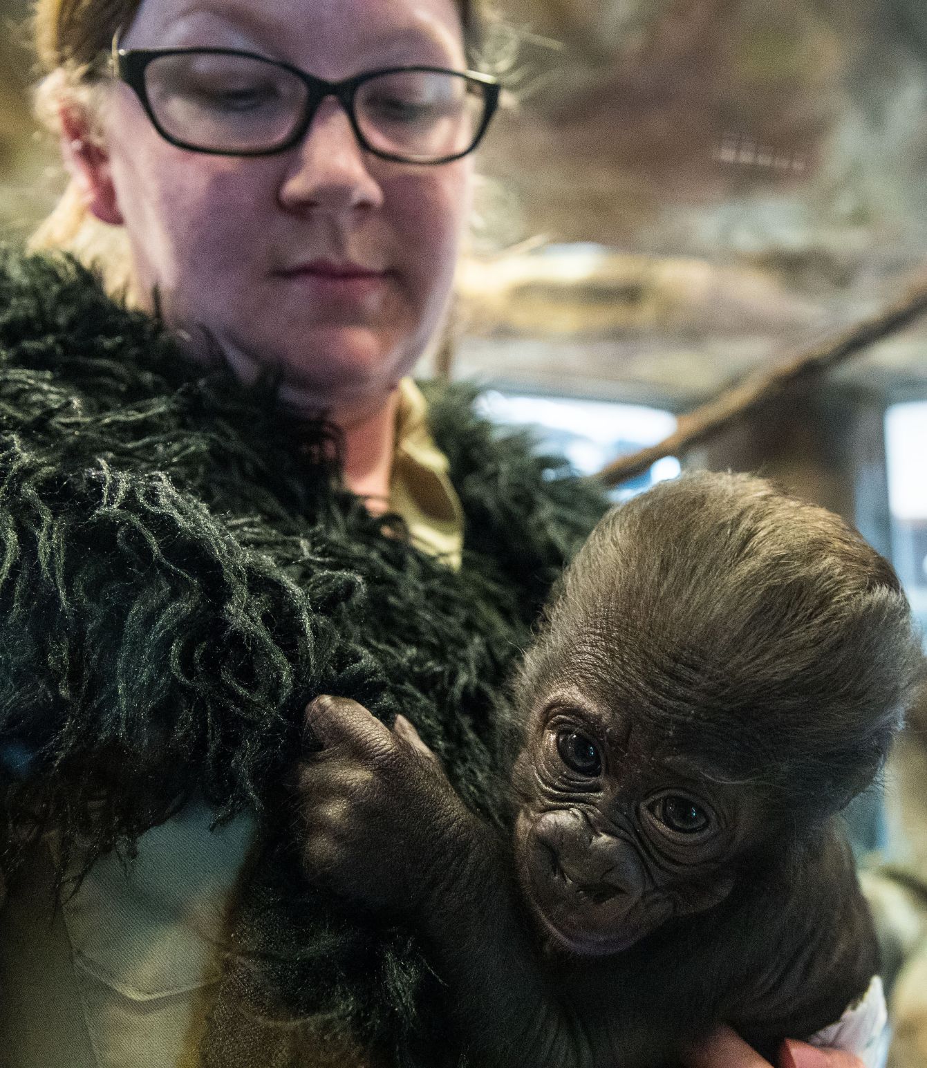 Baby gorilla debuts at Henry Doorly Zoo